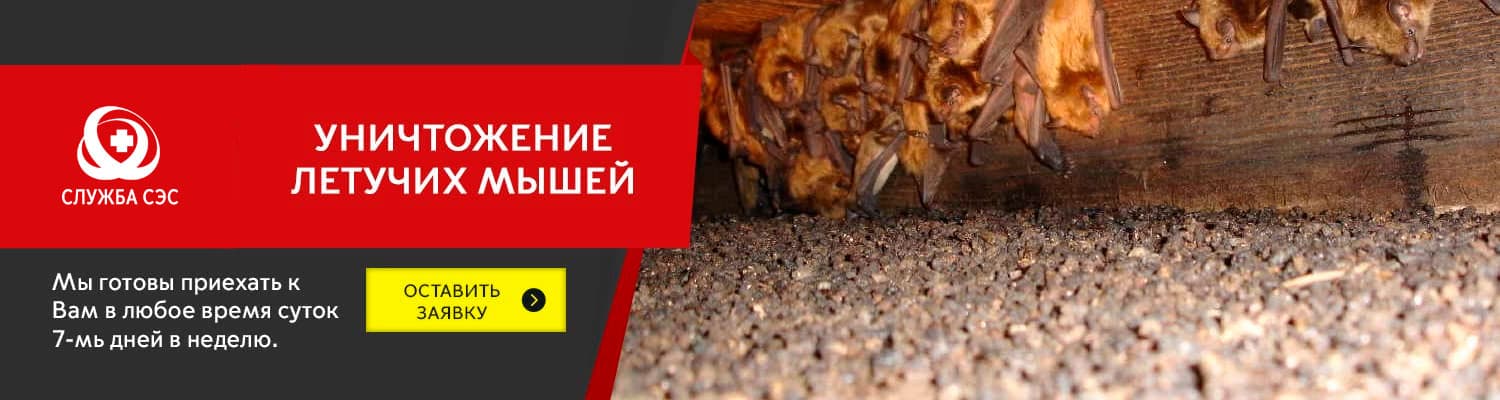 Уничтожение летучих мышей в Подольске